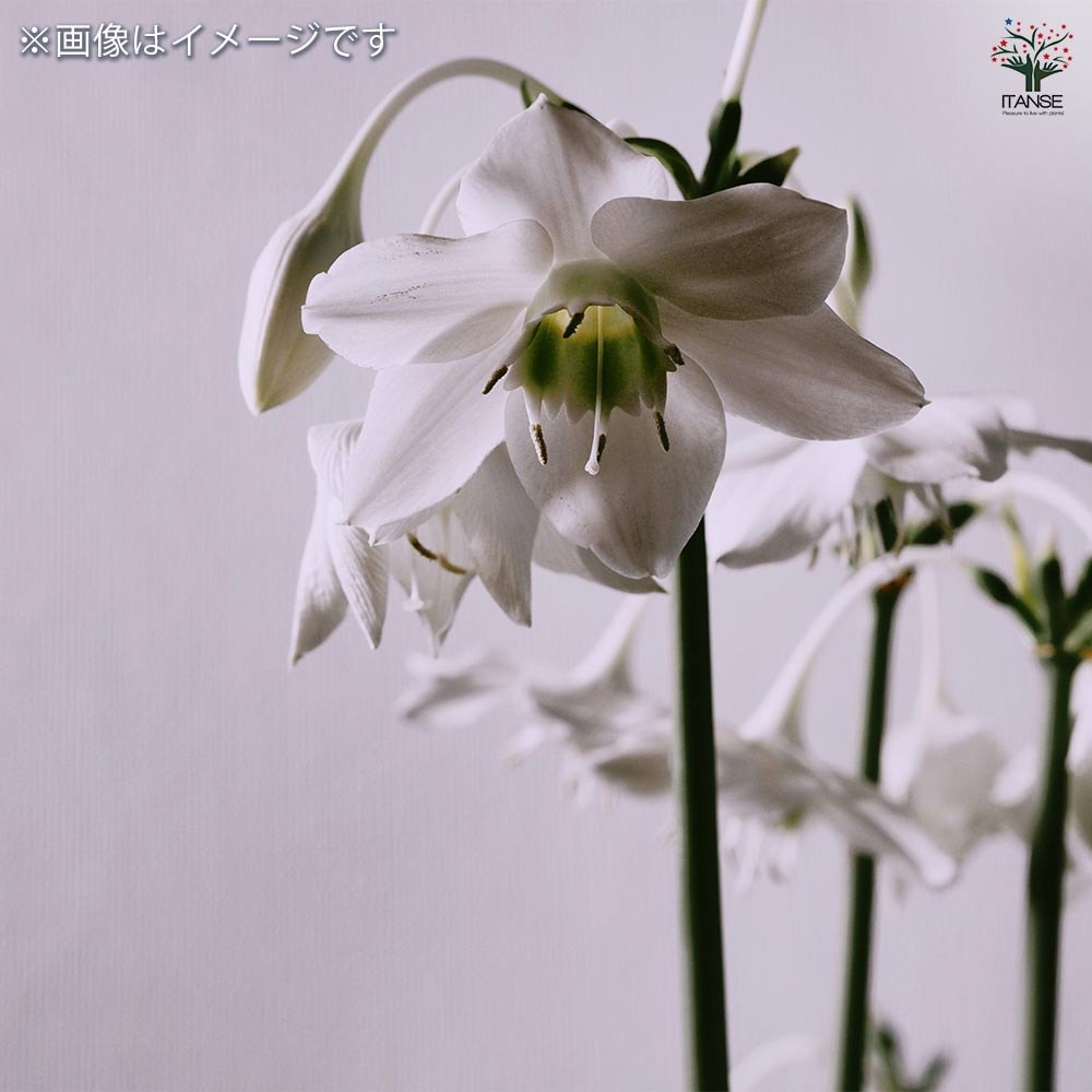 アマゾンリリー (ユーチャリスグランディフローラ) 【観葉植物 4号／1