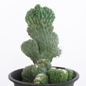 柱サボテン 竜神木綴化 【多肉植物 4号／1個売り】|多肉植物