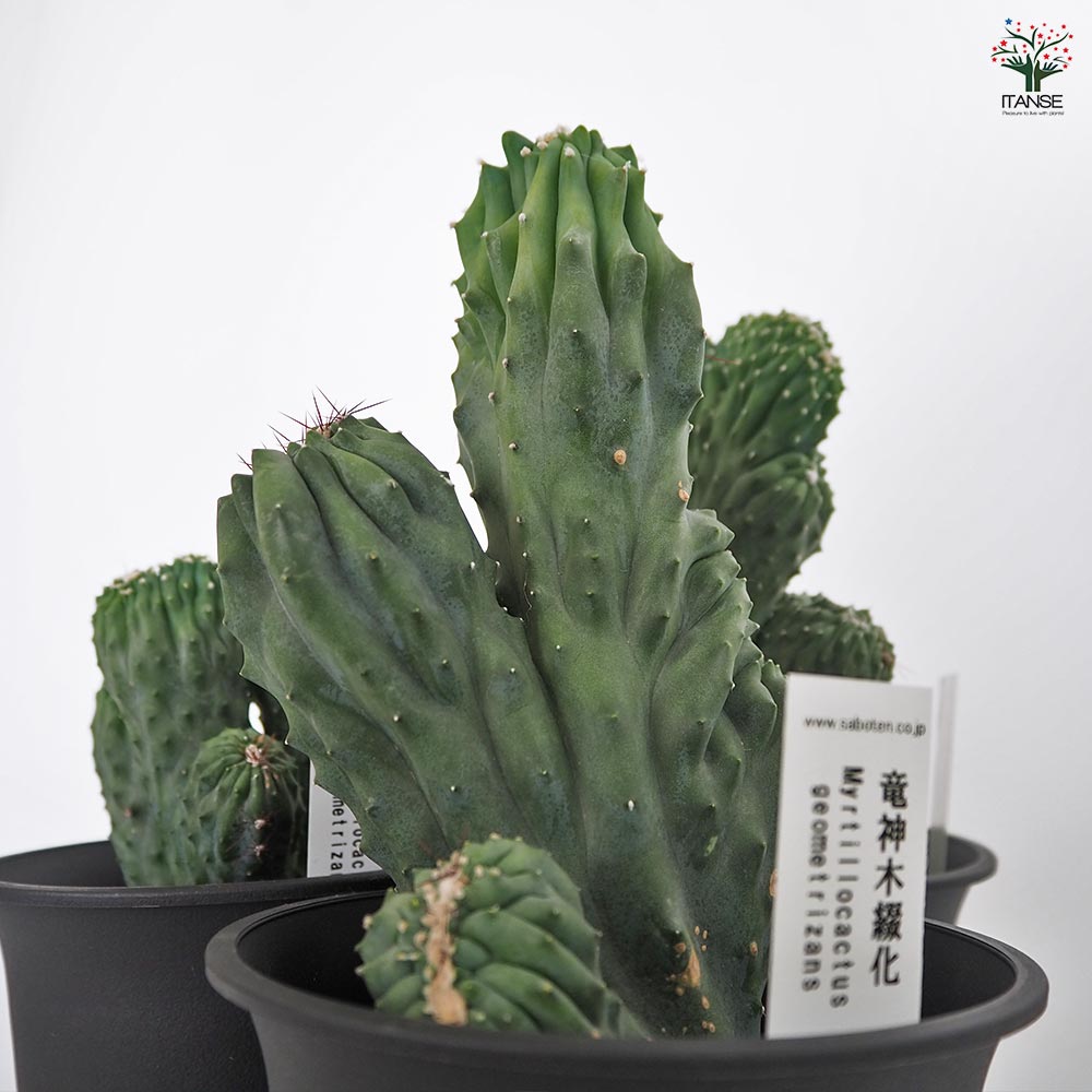 柱サボテン 竜神木綴化 【多肉植物 4号／1個売り】｜ 【植物の