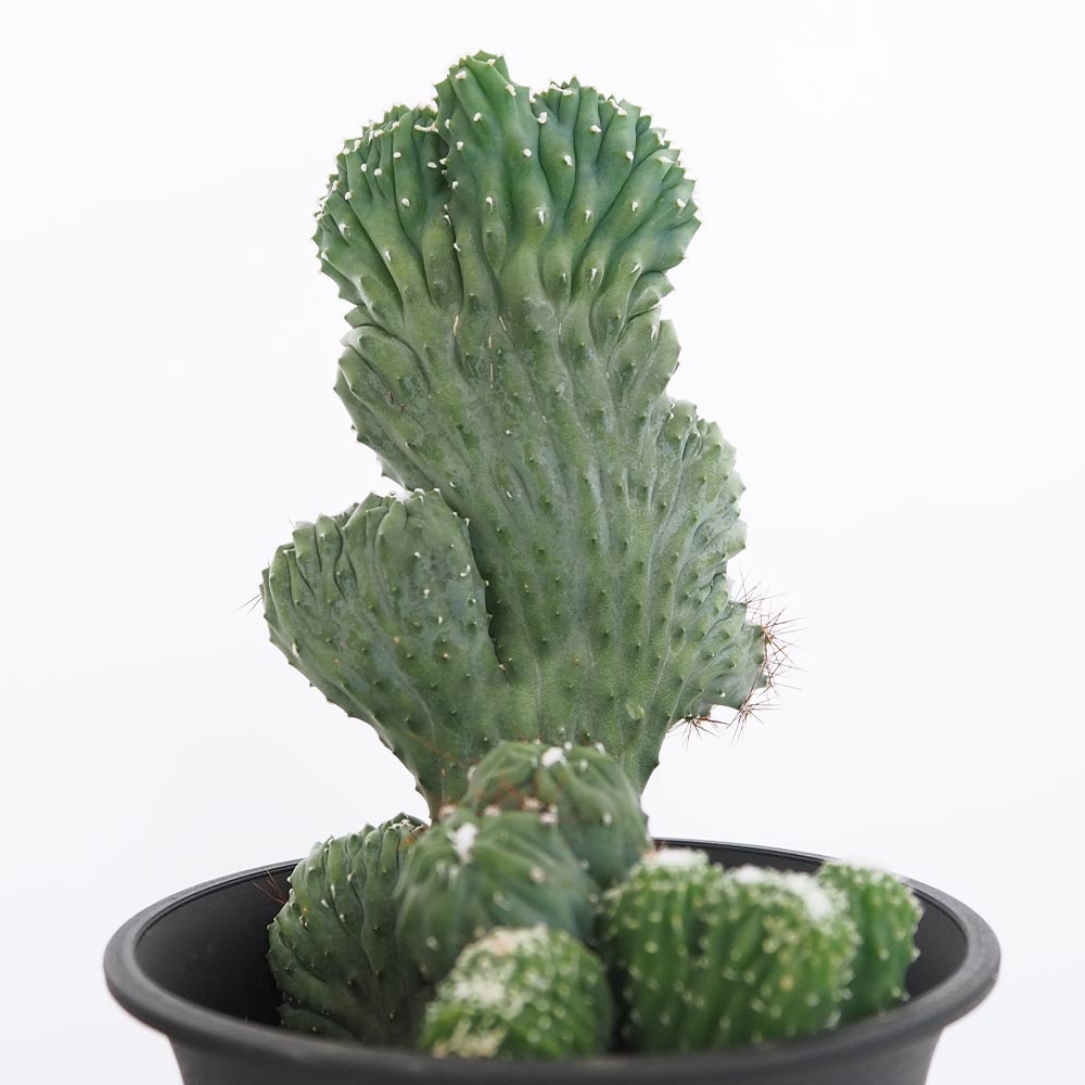 サボテン 竜神木 柱サボテン カット苗 サイズ選択可能 多肉植物 金鯱 黒王丸 サボテン 竜神木 柱サボテン カット苗 サイズ選択可能 多肉植物