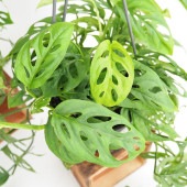 モンステラ オブリクア エクスピラータ吊り鉢  【観葉植物 5号／1個売り】|観葉植物