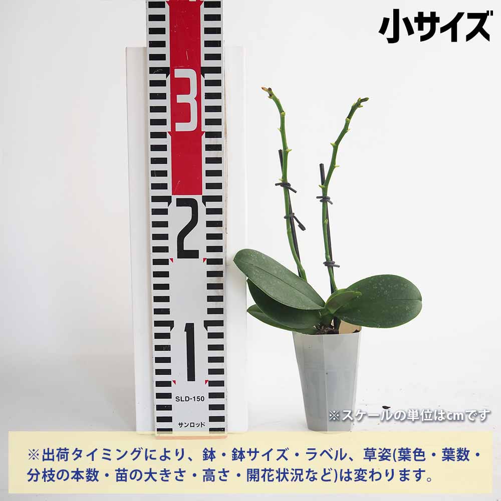 胡蝶蘭 ミディ 訳あり 【花苗 】選べる2つのサイズ｜ 【植物の