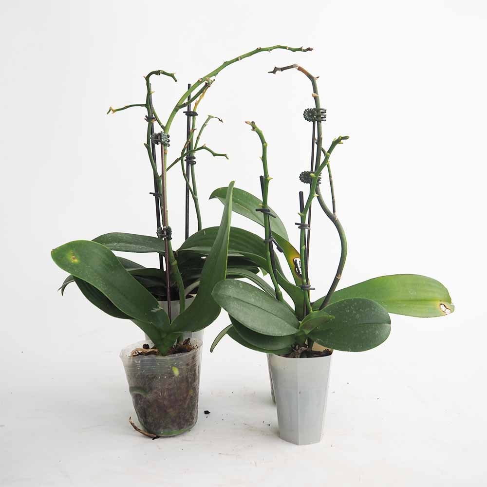 胡蝶蘭 ミディ 訳あり 【花苗 】選べる2つのサイズ