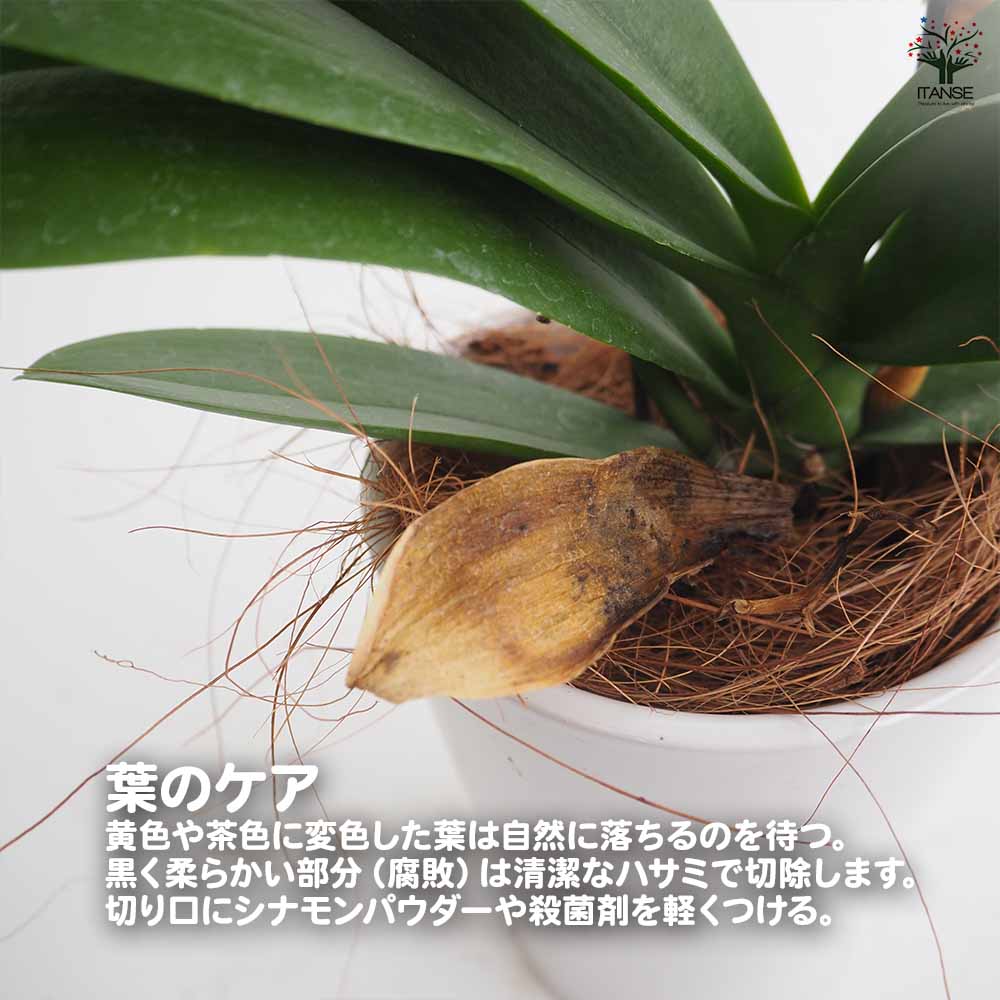 胡蝶蘭 ミディ 訳あり 【花苗 】選べる2つのサイズ｜ 【植物の