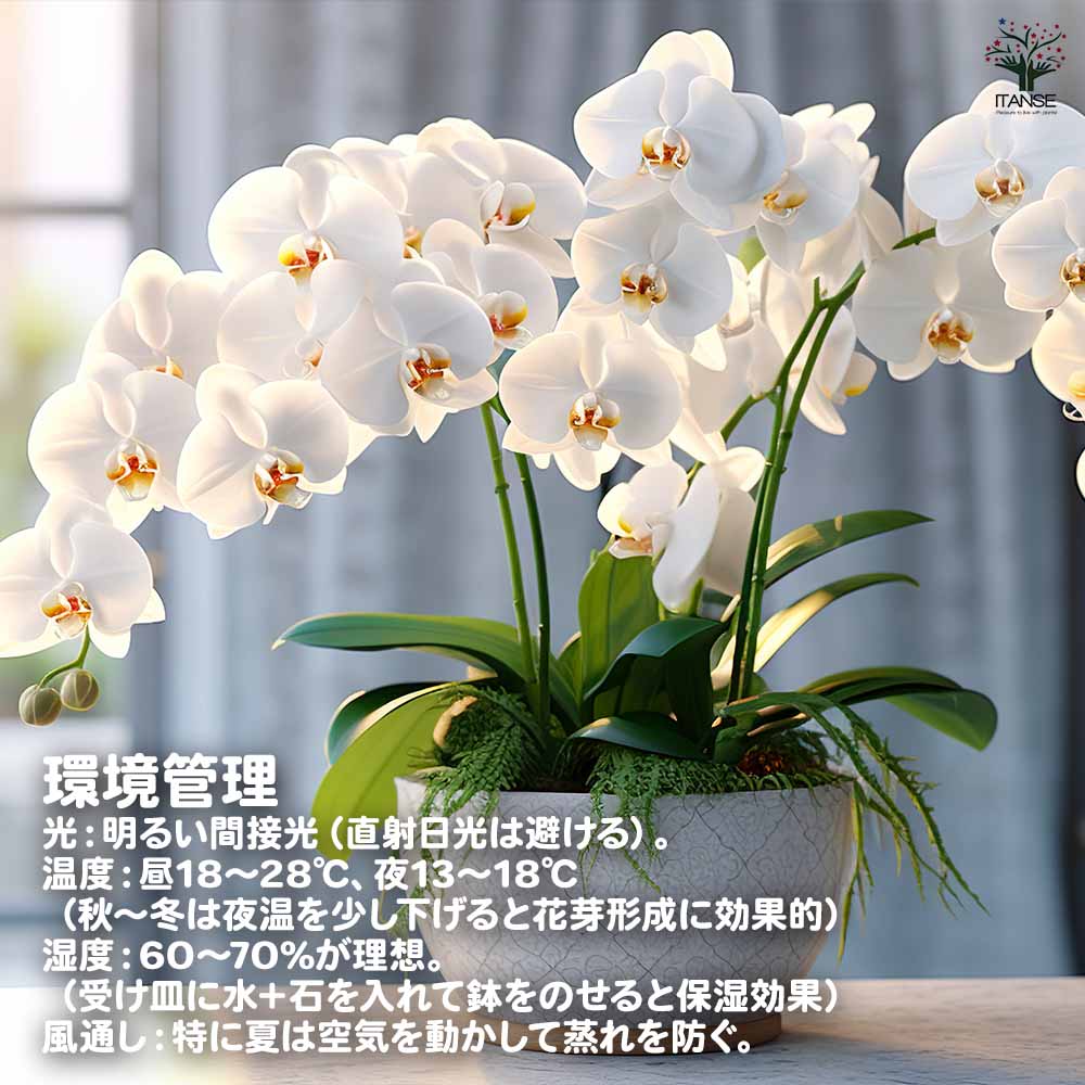 胡蝶蘭 ミディ 訳あり 【花苗 】選べる2つのサイズ｜ 【植物の