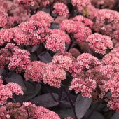 セダム パープルエンペラー 【多肉植物 3号】|多肉植物