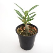 アデニウム オベスム 【多肉植物 3号／1個売り】|多肉植物