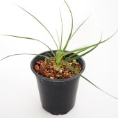 ボーカルネア グラキリス 【多肉植物 3号／1個売り】|多肉植物