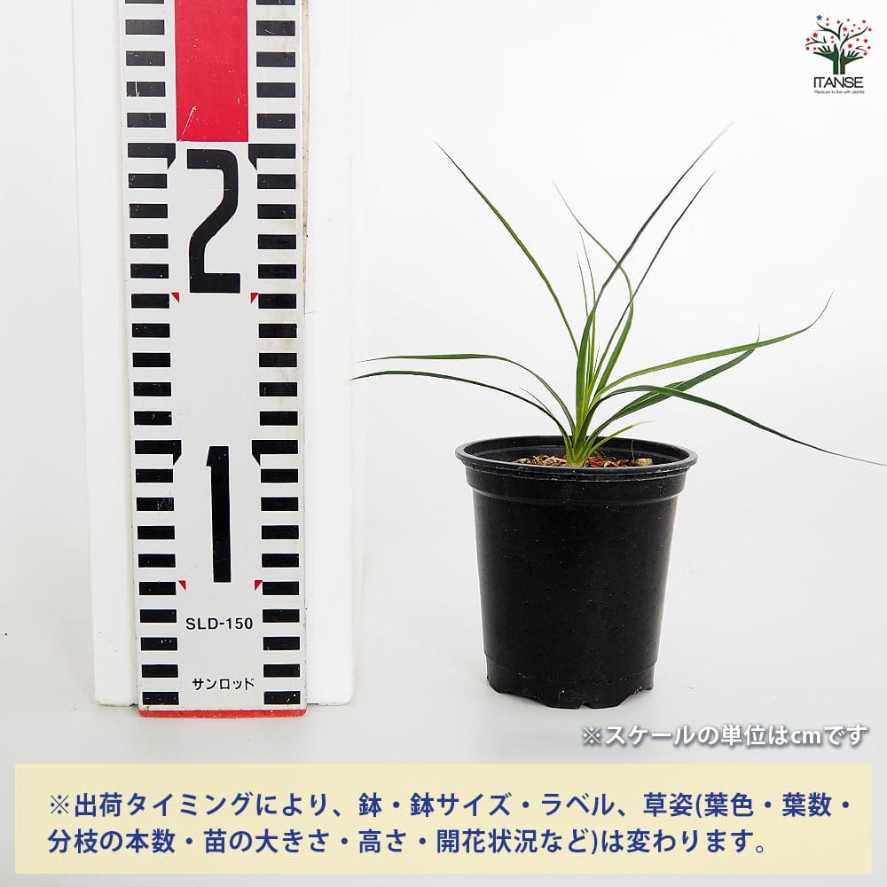 ボーカルネア グラキリス 【多肉植物 3号／1個売り】｜ 【植物の