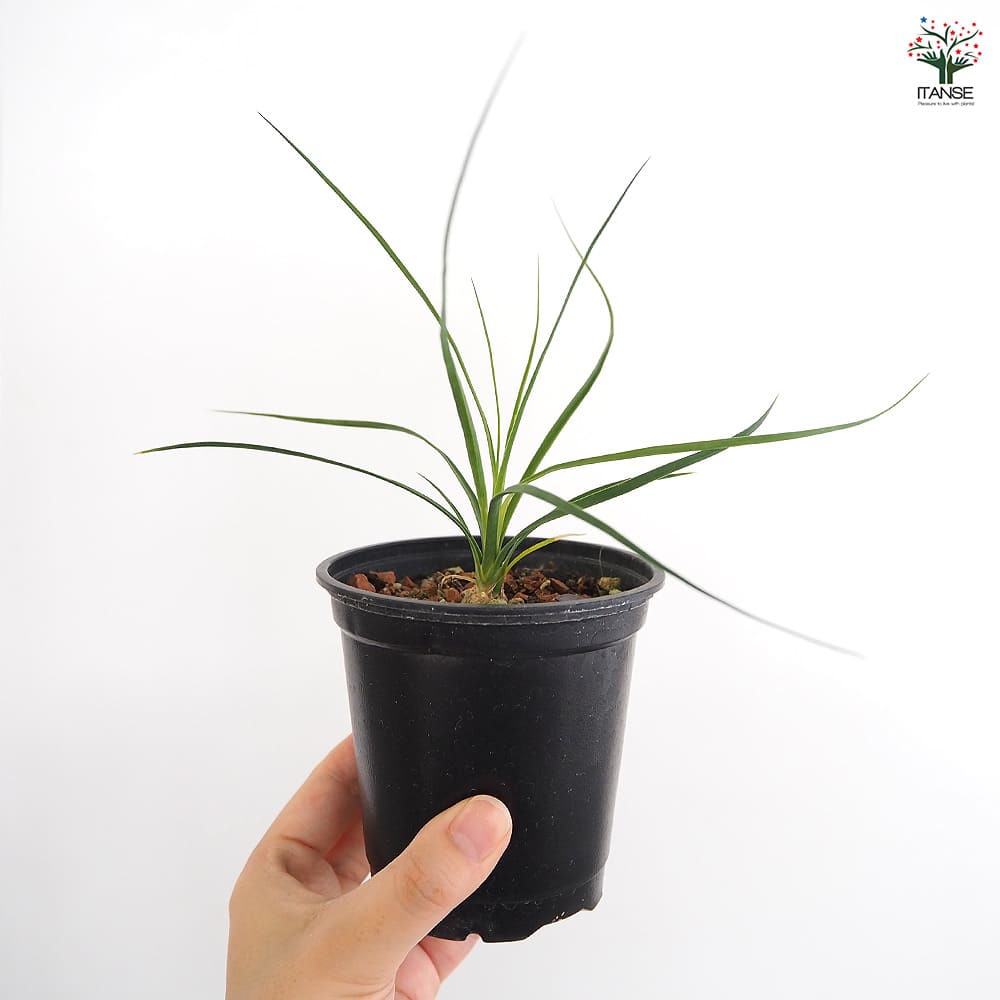 ボーカルネア グラキリス 【多肉植物 3号／1個売り】｜ 【植物の