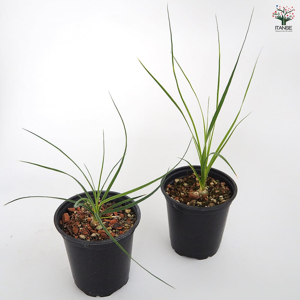 ボーカルネアグラキリス　大株　発根済 fit=scale-down,w=1200