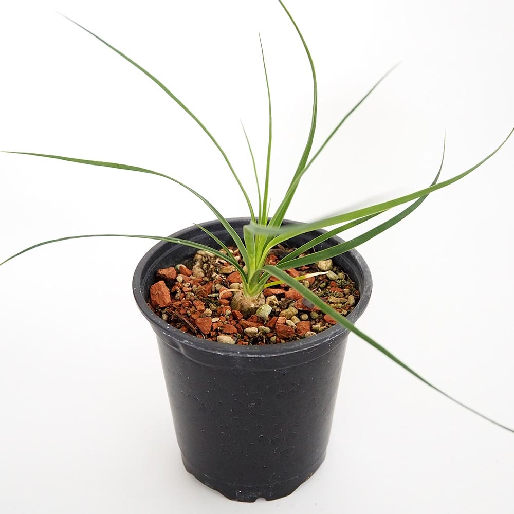 ボーカルネア グラキリス 【多肉植物 3号／1個売り】｜ 【植物の