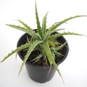 ヘクチア テキセンシス 【多肉植物 3号／1個売り】|多肉植物