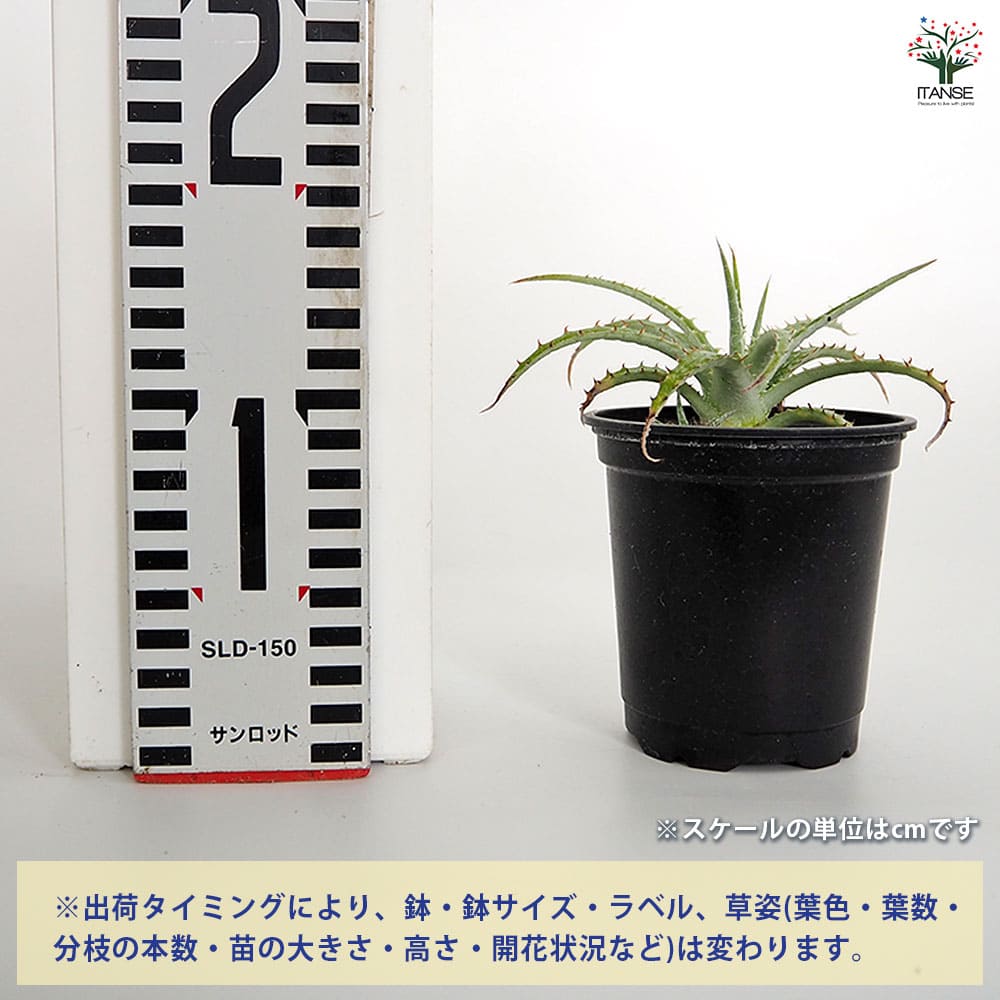 ヘクチア テキセンシス 【多肉植物 3号／1個売り】｜ 【植物の