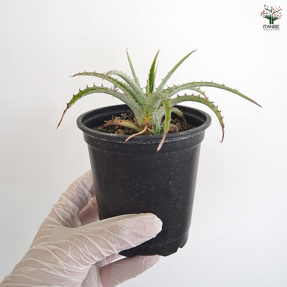 ヘクチア テキセンシス 【多肉植物 3号／1個売り】｜ 【植物の