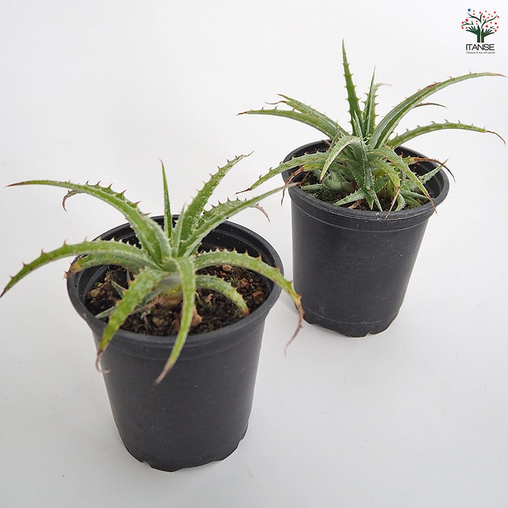 ヘクチア テキセンシス 【多肉植物 3号／1個売り】｜ 【植物の
