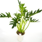 フィロデンドロン ジャイアントザナドゥ (クッカバラ)【観葉植物 6号／1個売り】|観葉植物