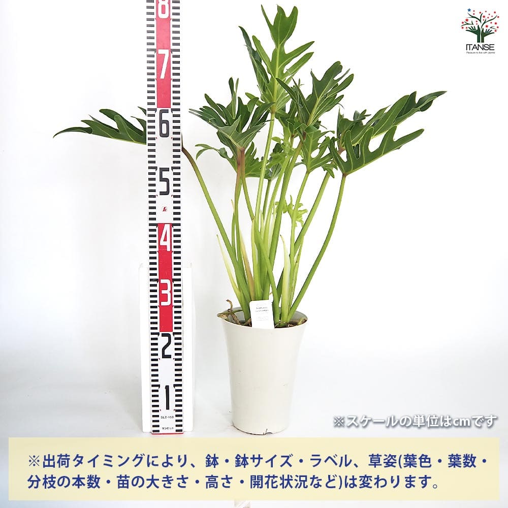 大株 フィロデンドロン ジャイアントザナドゥ クッカバラ 幹上がり 幹立ち 大株 フィロデンドロン ジャイアントザナドゥ クッカバラ 幹