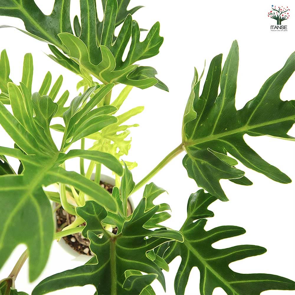 大株 フィロデンドロン ジャイアントザナドゥ クッカバラ 幹上がり 幹立ち フィロデンドロン ジャイアントザナドゥ (クッカバラ)【観葉植物