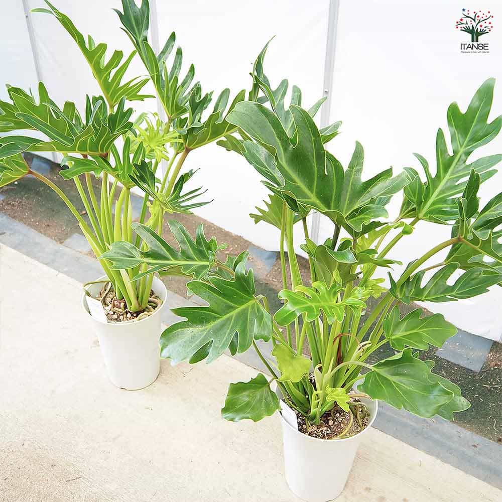 フィロデンドロン ジャイアントザナドゥ (クッカバラ)【観葉植物