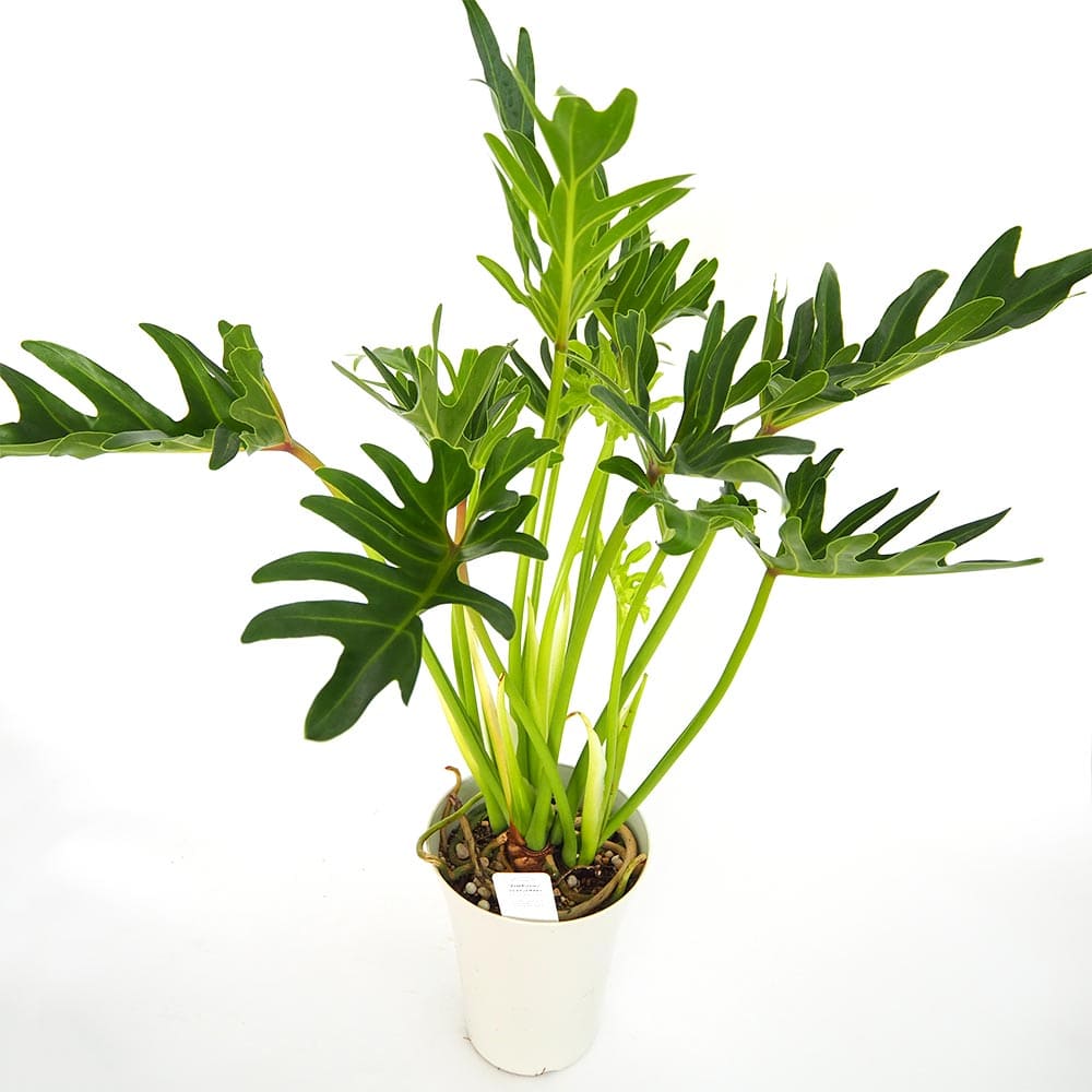 フィロデンドロン ジャイアントザナドゥ (クッカバラ)【観葉植物 6号／1個売り】