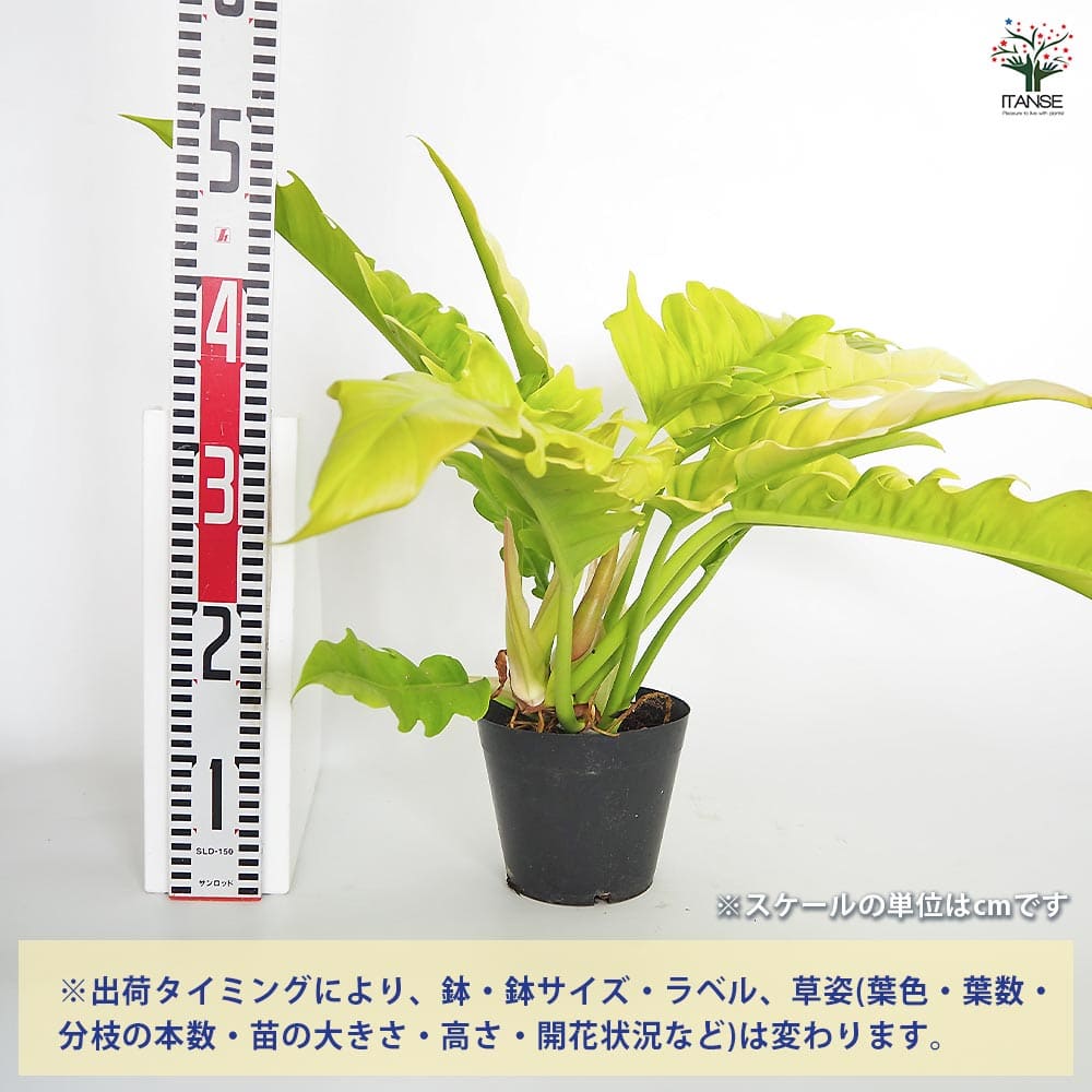 フィロデンドロン ゴールデンクロコダイル 【観葉植物 5号／1個売り