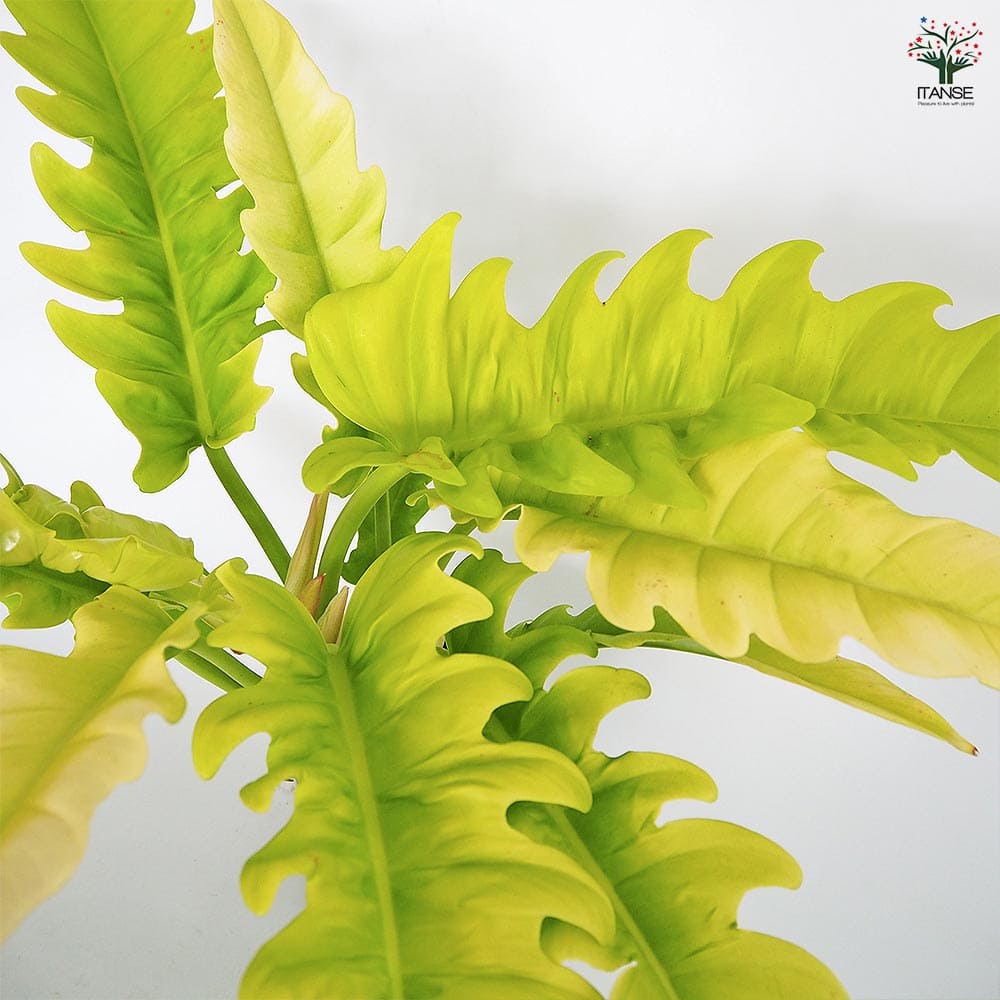 フィロデンドロン ゴールデンクロコダイル 【観葉植物 5号／1個売り