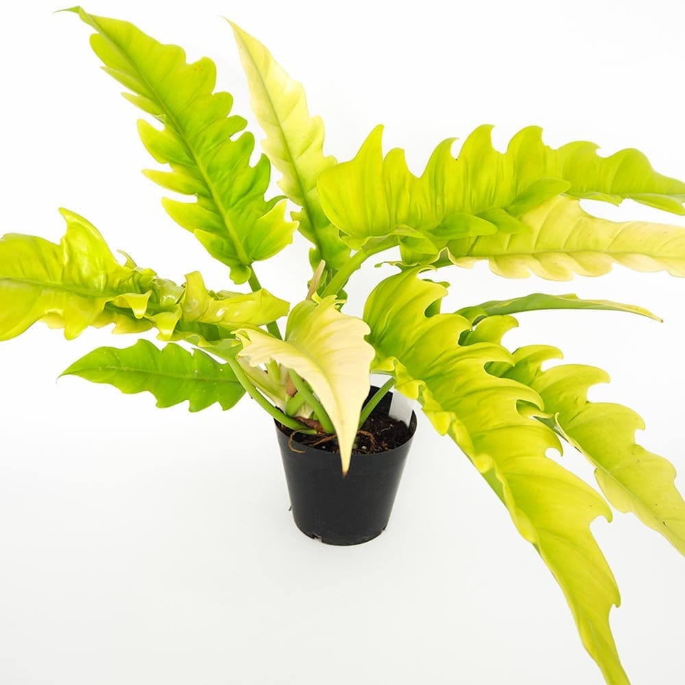 フィロデンドロン ゴールデンクロコダイル 【観葉植物 5号／1個売り】