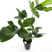 フィロデンドロン ゴエルディ 【観葉植物 6号／1個売り】|観葉植物