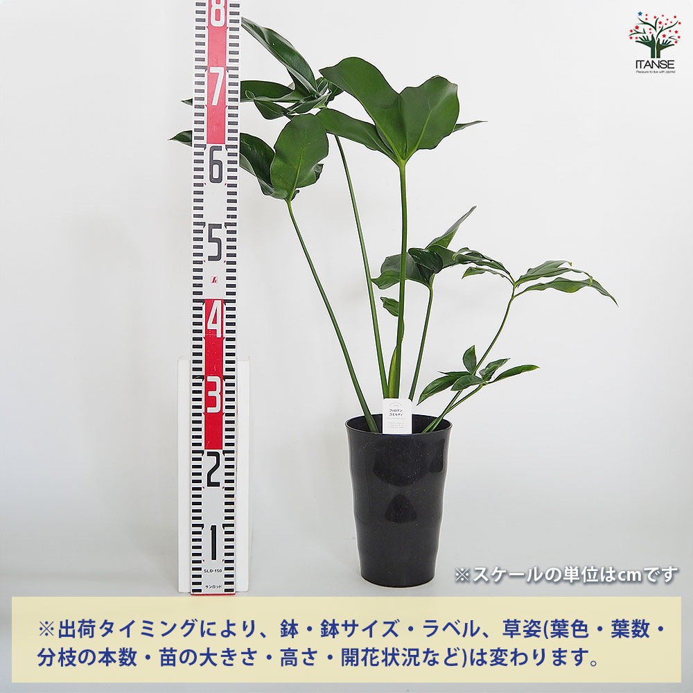 フィロデンドロン ゴエルディ 観葉植物 フィロデンドロン ゴエルディ 2.5号ポット(個体おまかせ1鉢