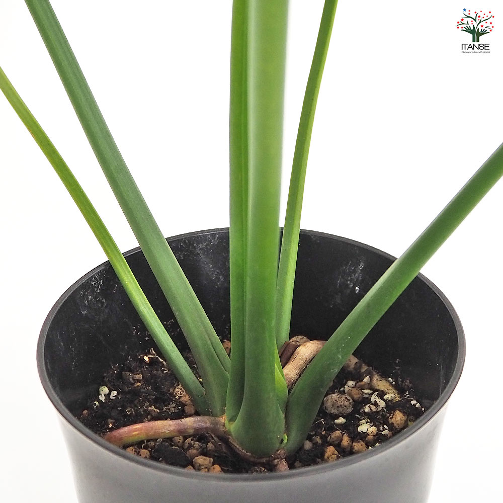 フィロデンドロン ゴエルディ 【観葉植物 6号／1個売り】｜ 【植物の