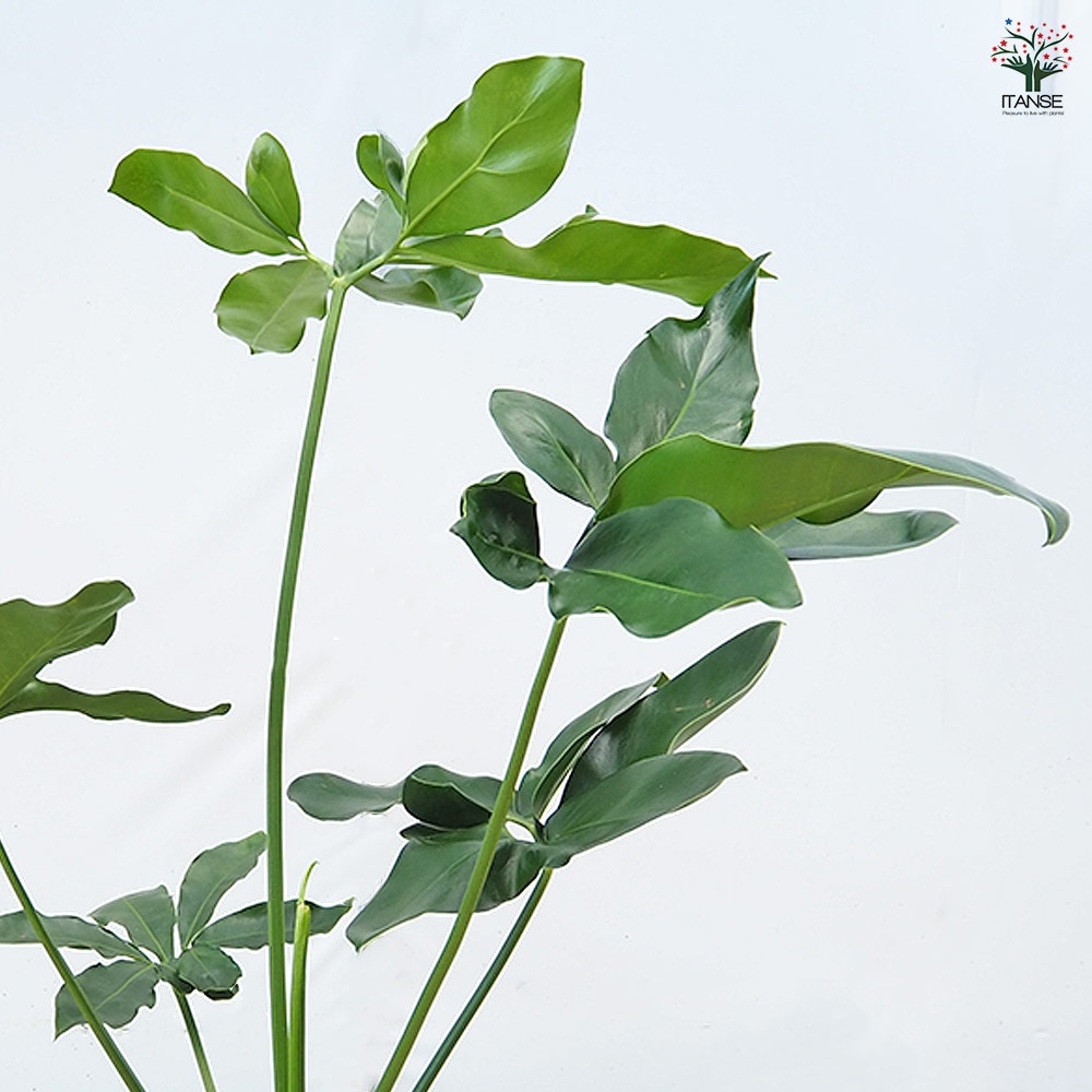 フィロデンドロン ゴエルディ 観葉植物 フィロデンドロン ゴエルディ 2.5号ポット(個体おまかせ1鉢