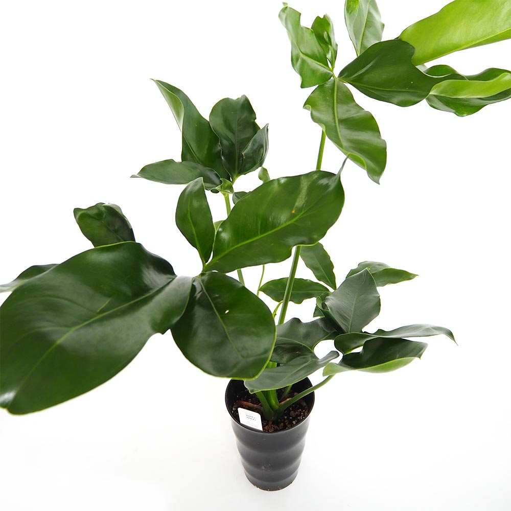 フィロデンドロン ゴエルディ 【観葉植物 6号／1個売り】