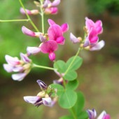 萩  武蔵野萩(ムサシノハギ) 【花木苗 6号／1個売り】|花苗