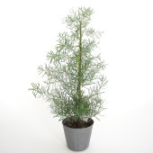 ユーカリ ニッコリー 【花木苗 3.5号】|花苗
