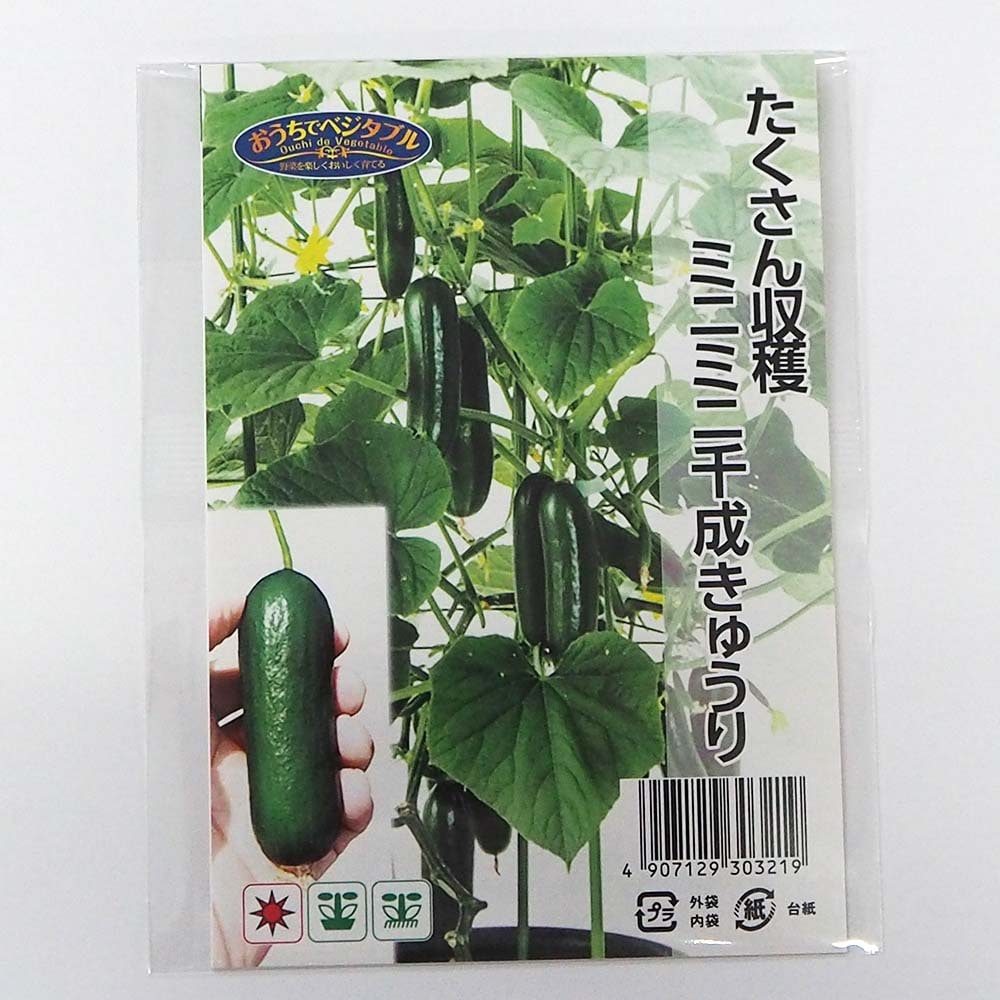 種子 たくさん収穫 ミニミニ千成キュウリ  【 約6粒／1袋売り】