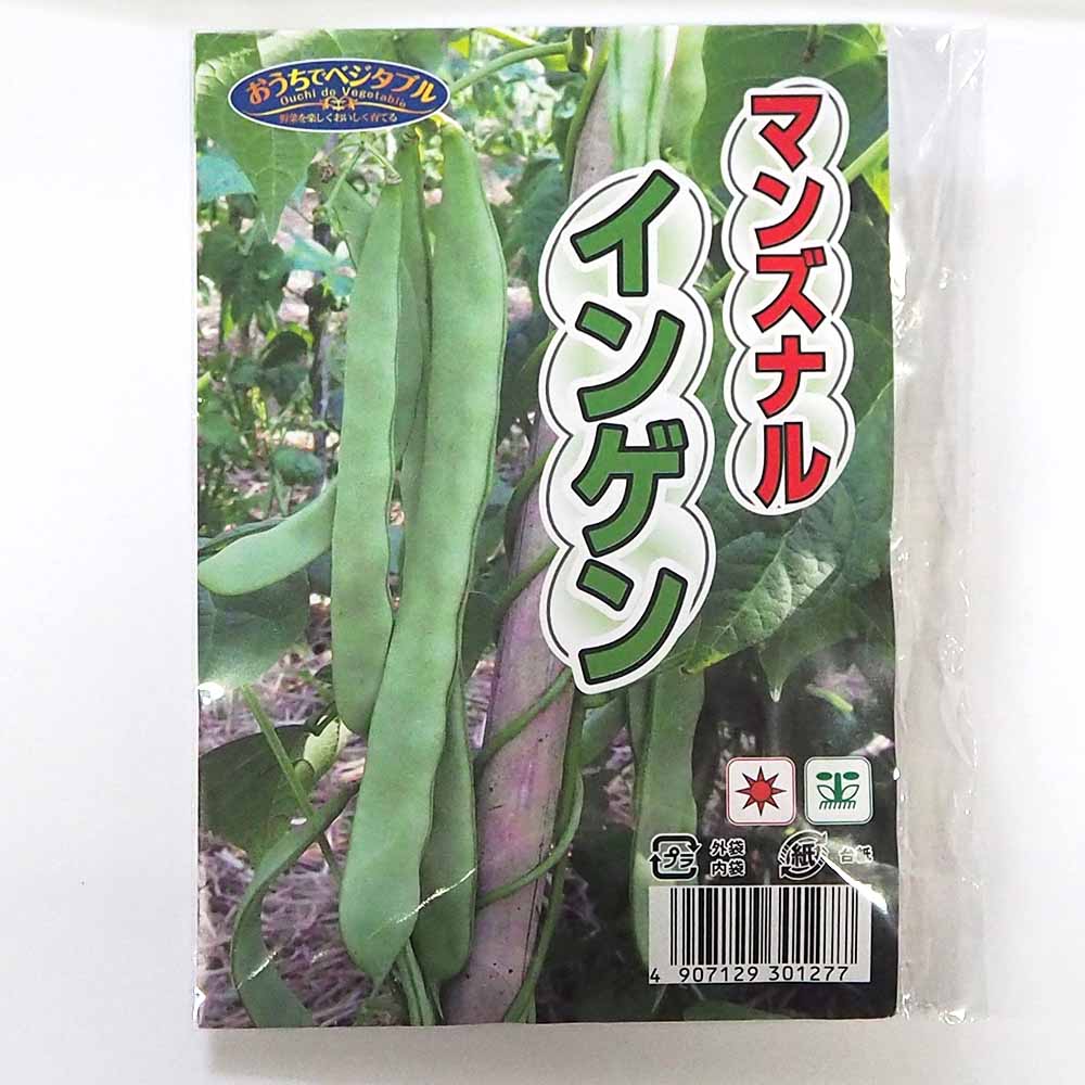 種子 マンズナルインゲン  【 約50ml／1袋売り】