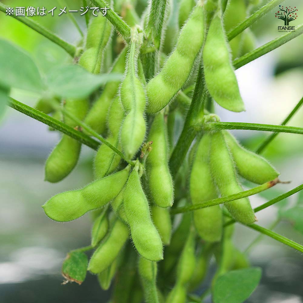 種子 秘伝エダマメ 【 約30ml／1袋売り】｜ 【植物のITANSE