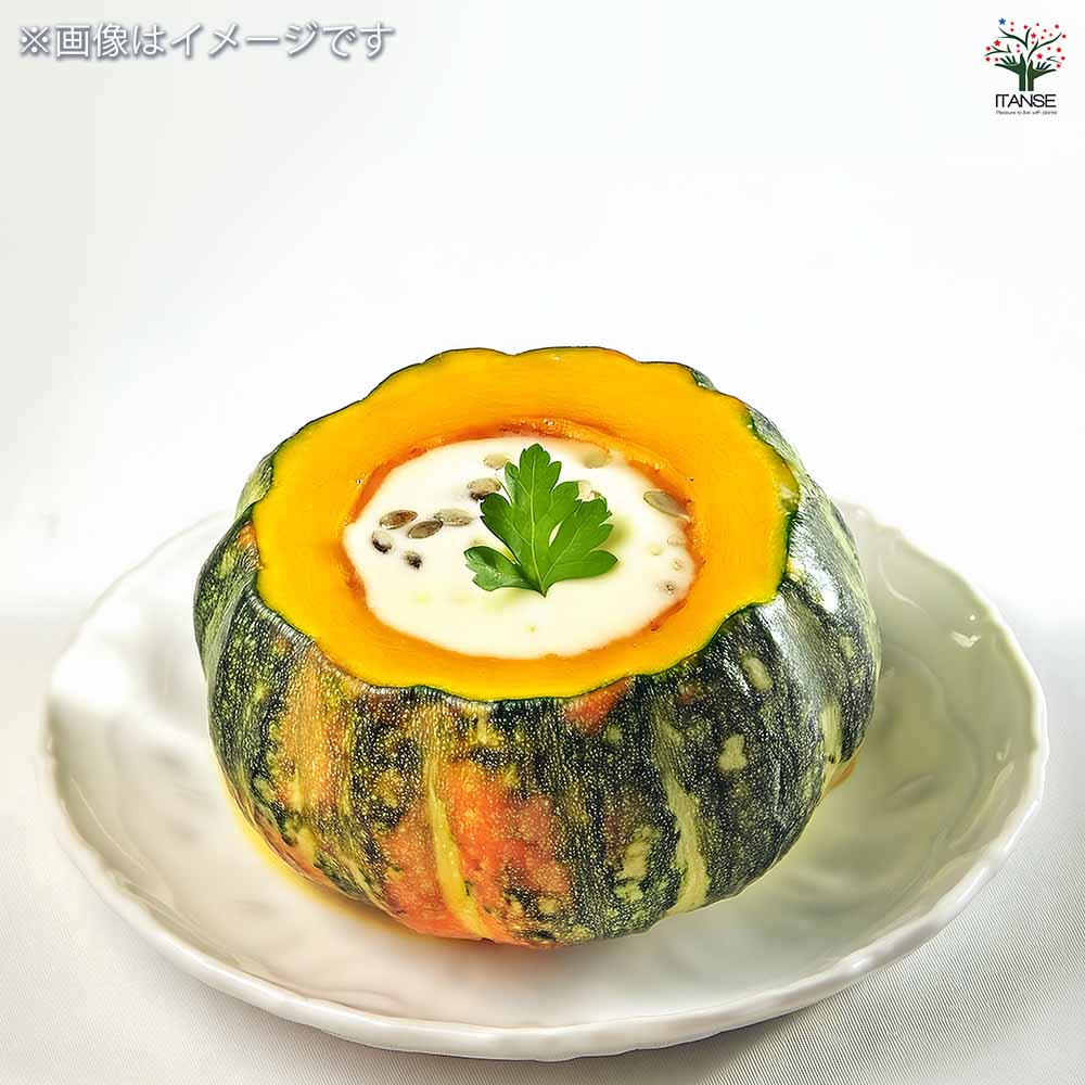 種子 手のひらサイズのミニ栗カボチャ 【 約8粒／1袋売り】｜ 【植物の