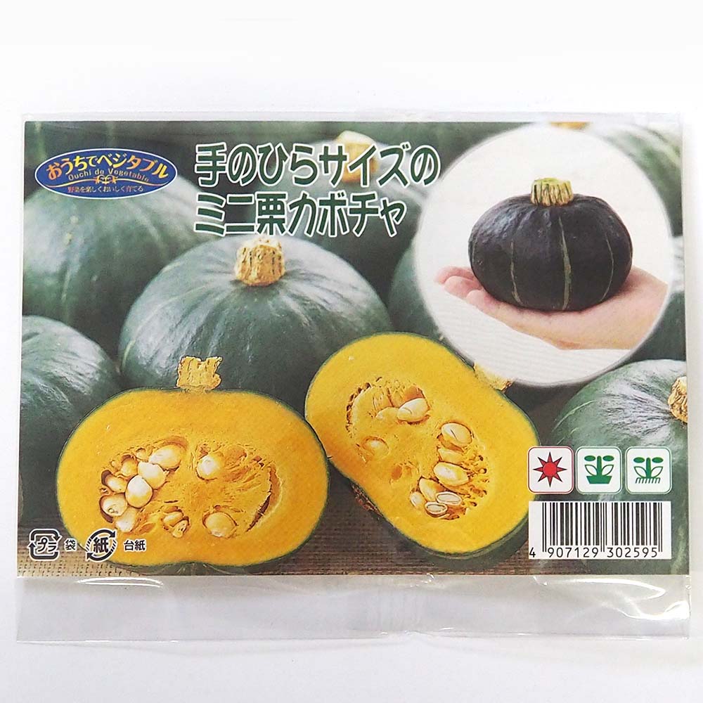 種子 手のひらサイズのミニ栗カボチャ  【 約8粒／1袋売り】