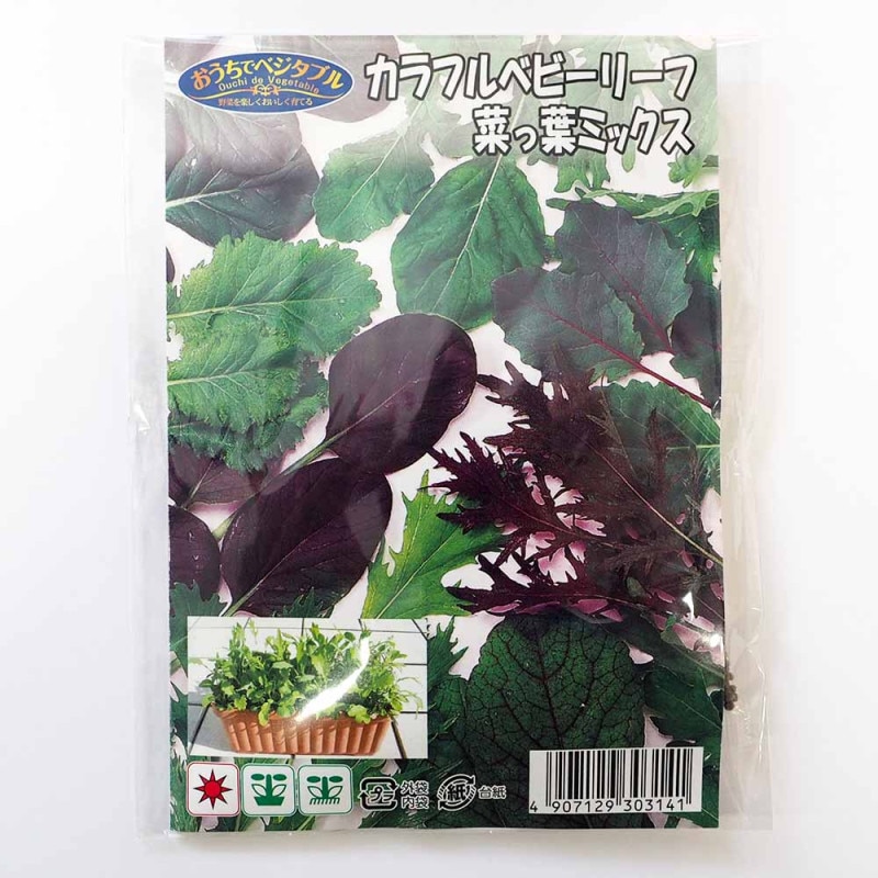 さつまいもの苗 金時芋 (きんとき) つる取り用さつまいも苗2個～【野菜