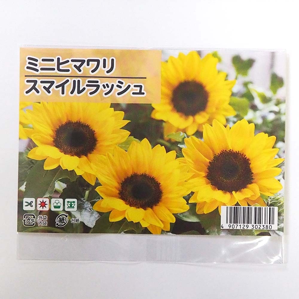種子 ミニヒマワリ スマイルラッシュ  【 約10粒／1袋売り】