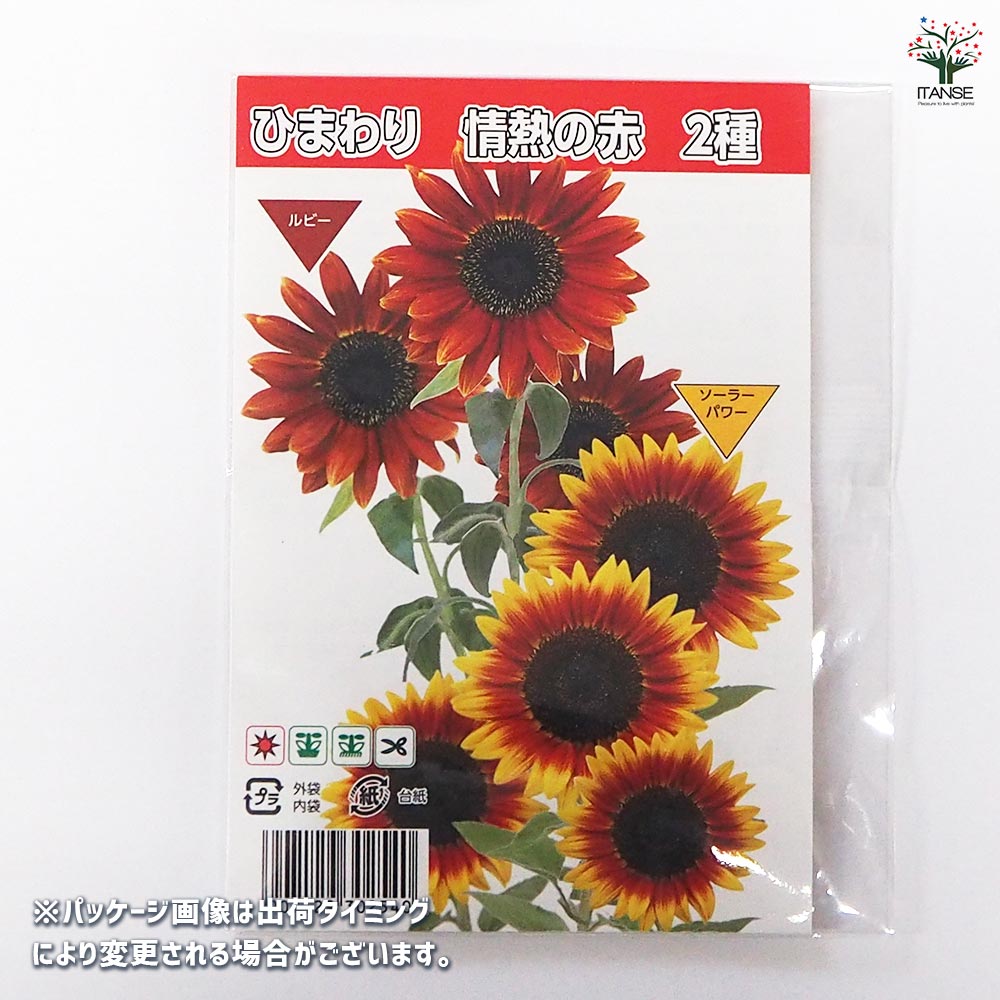 種子 ひまわり 情熱の赤 【 各約10粒／1袋売り】｜ 【植物の