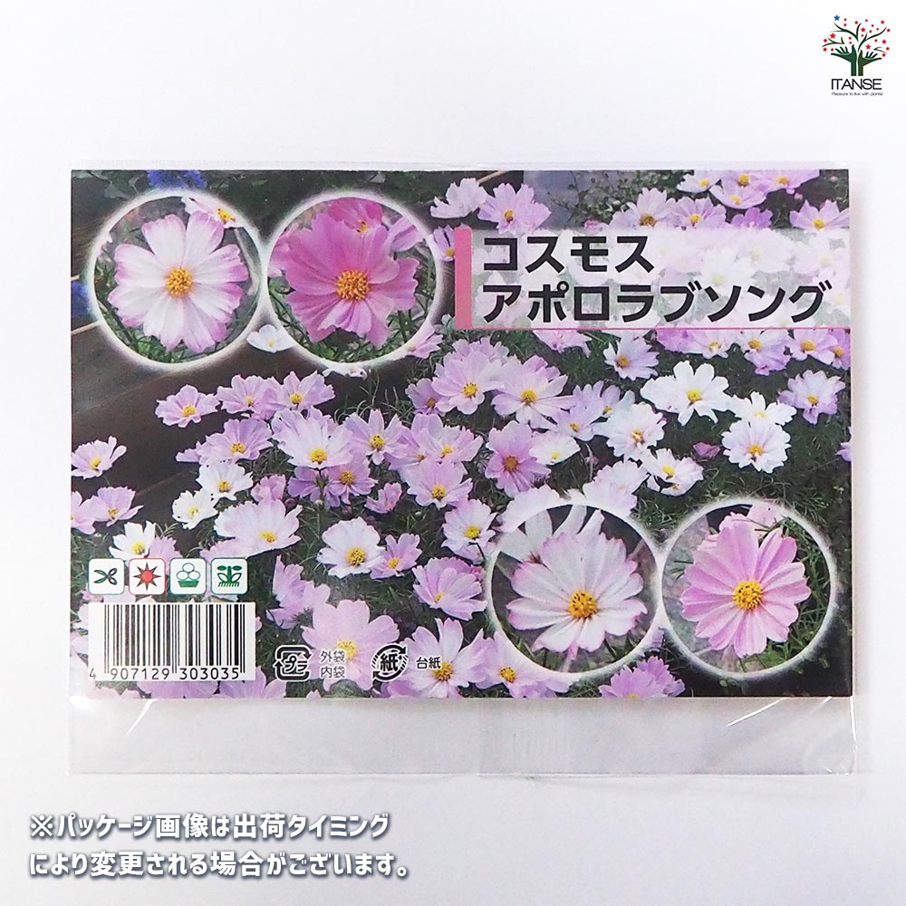 種子 コスモス アポロラブソング 【 約40粒／1袋売り】