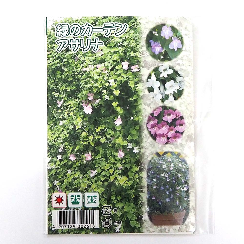 aihana＊garden 出品 Hydrangea / ハイドランジア】 L オーシャン | Little Gardener