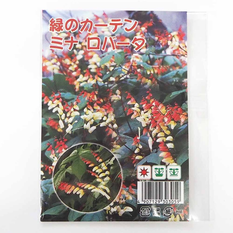 亀甲竜(きっこうりゅう) 【多肉植物 2.5～3号ポット苗 つる性の