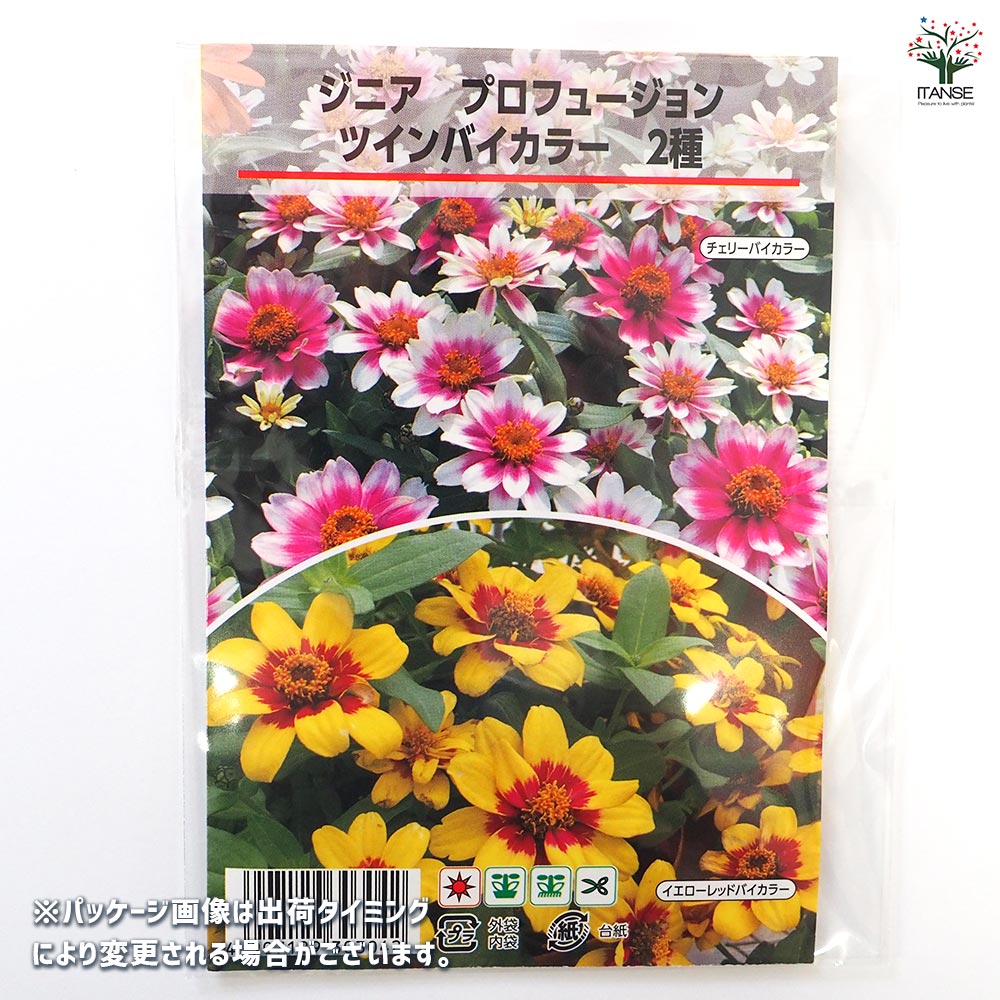 種子 ジニア プロフュージョンツインバイカラー 【 各約18粒／1袋売り