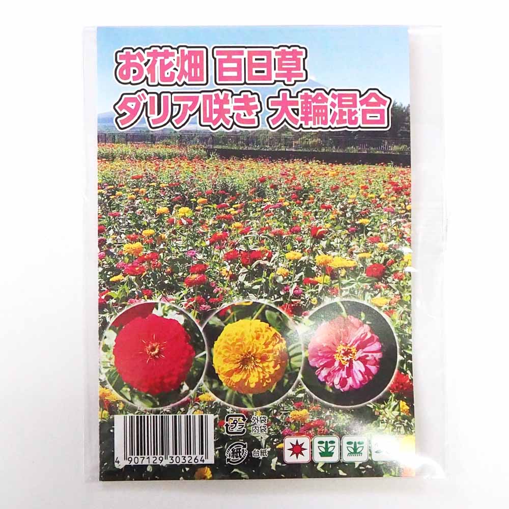 種子 お花畑 百日草ダリア咲き大輪混合  【 約100粒／1袋売り】