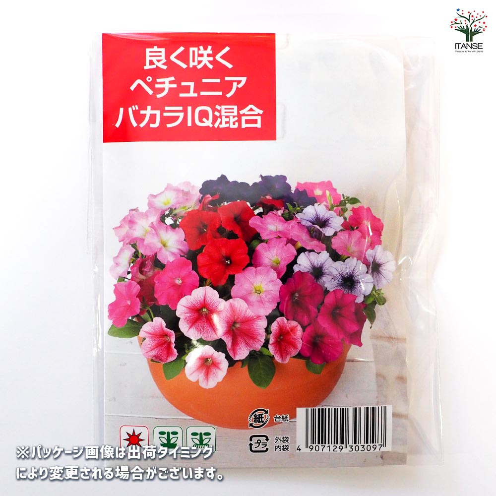 種子 良く咲くペチュニア バカラIQ混合 【 約30粒／1袋売り】｜ 【植物