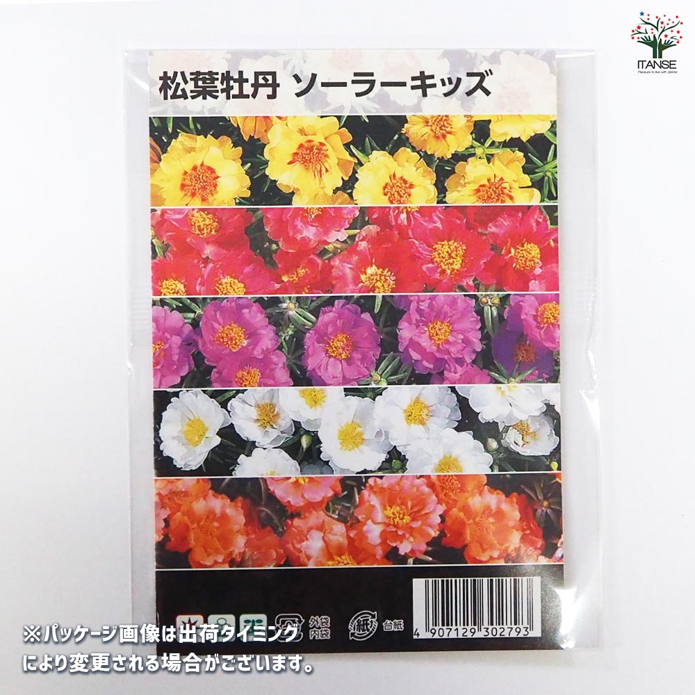 種子 松葉牡丹 ソーラーキッズMIX 【 約150粒／1袋売り】｜ 【植物の
